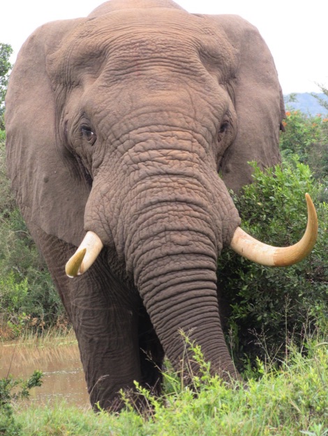 South Africa elephant